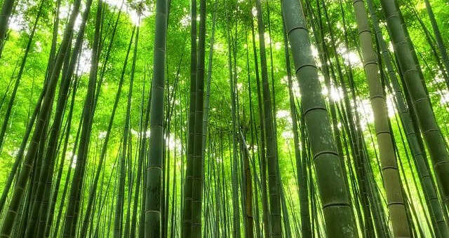 Bamboo-Kerala