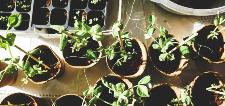 Urban Gardening in India